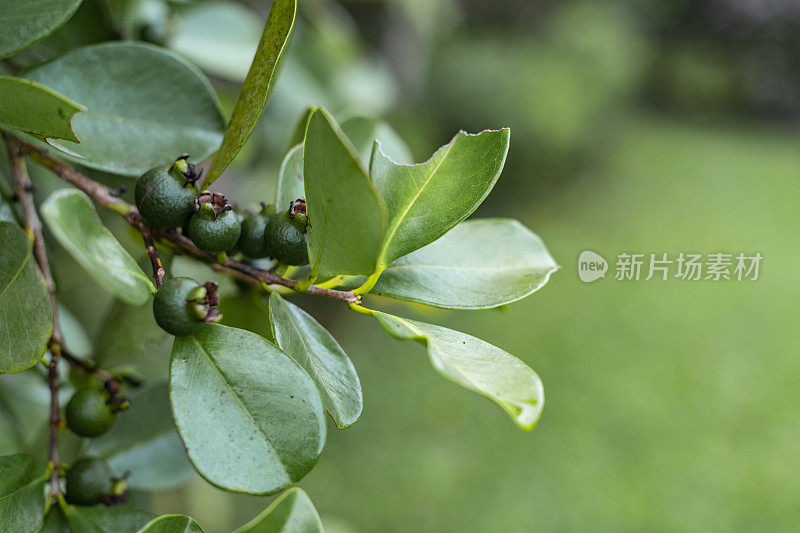 相思草(yellow cattley guava)